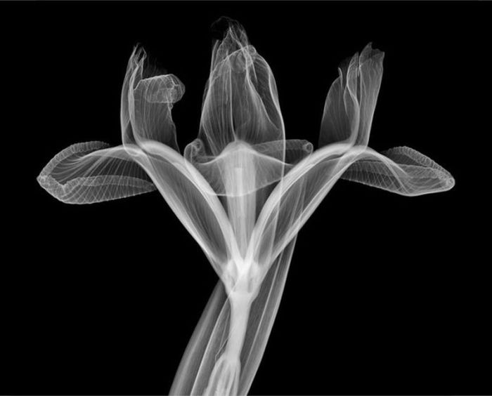 X-ray by Nick Veasey (56 pics)