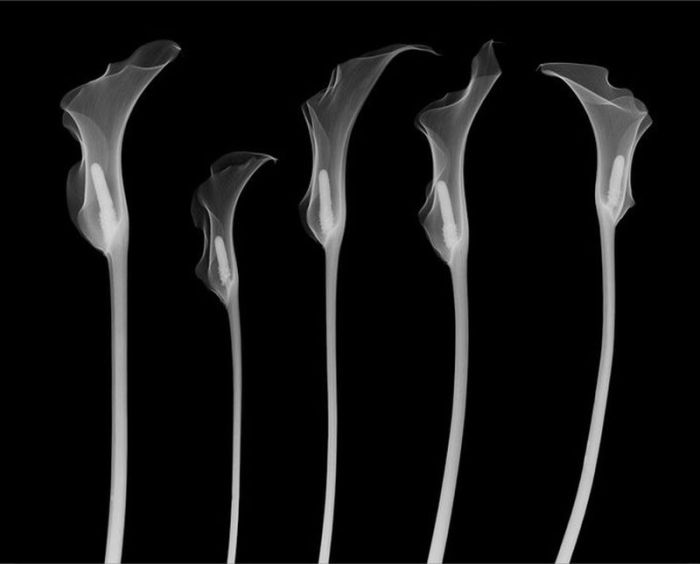 X-ray by Nick Veasey (56 pics)