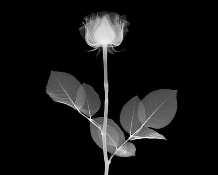 X-ray by Nick Veasey (56 pics)
