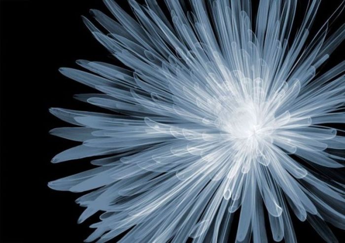 X-ray by Nick Veasey (56 pics)