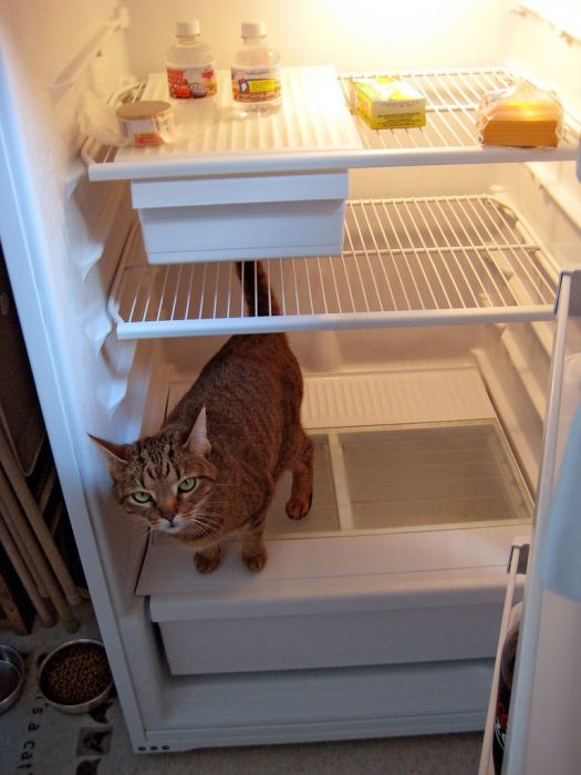 Cats in Refrigerators (30 pics)