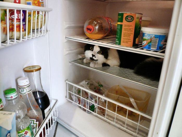 Cats in Refrigerators (30 pics)