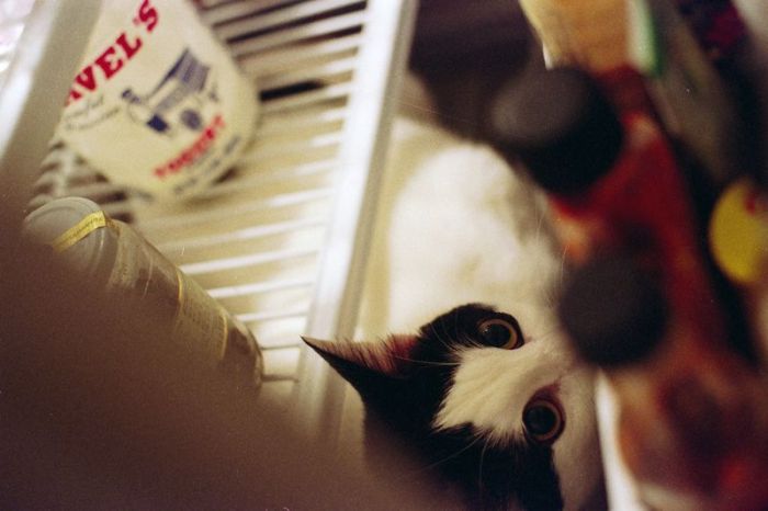 Cats in Refrigerators (30 pics)