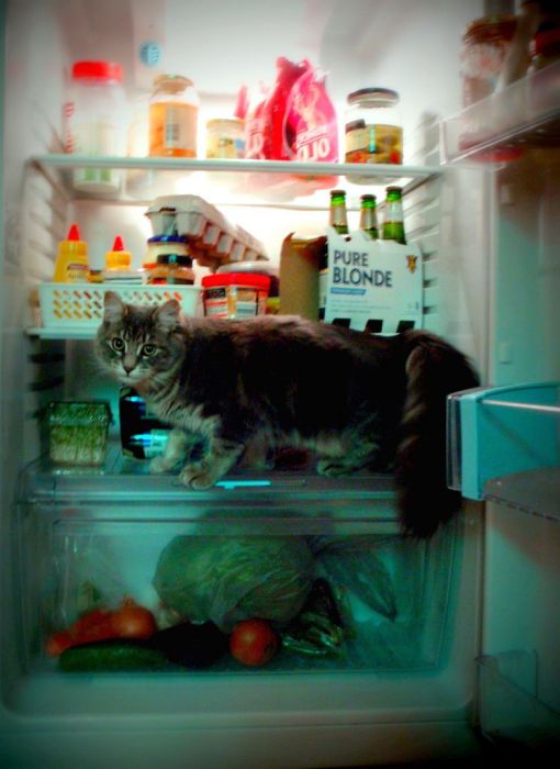 Cats in Refrigerators (30 pics)