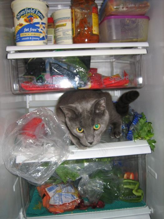 Cats in Refrigerators (30 pics)