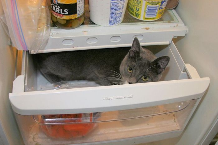 Cats in Refrigerators (30 pics)