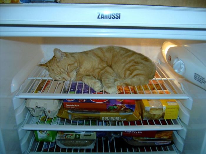 Cats in Refrigerators (30 pics)