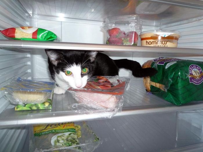 Cats in Refrigerators (30 pics)