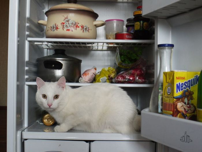 Cats in Refrigerators (30 pics)