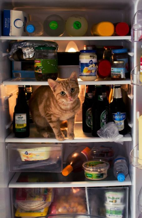 Cats in Refrigerators (30 pics)