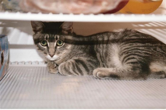 Cats in Refrigerators (30 pics)