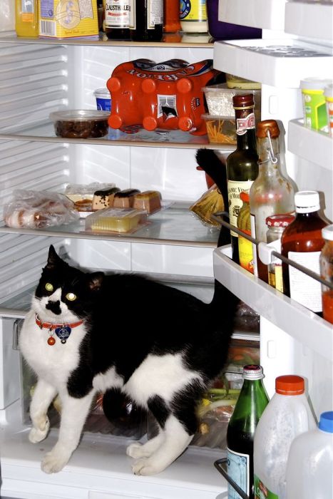 Cats in Refrigerators (30 pics)