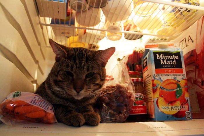 Cats in Refrigerators (30 pics)