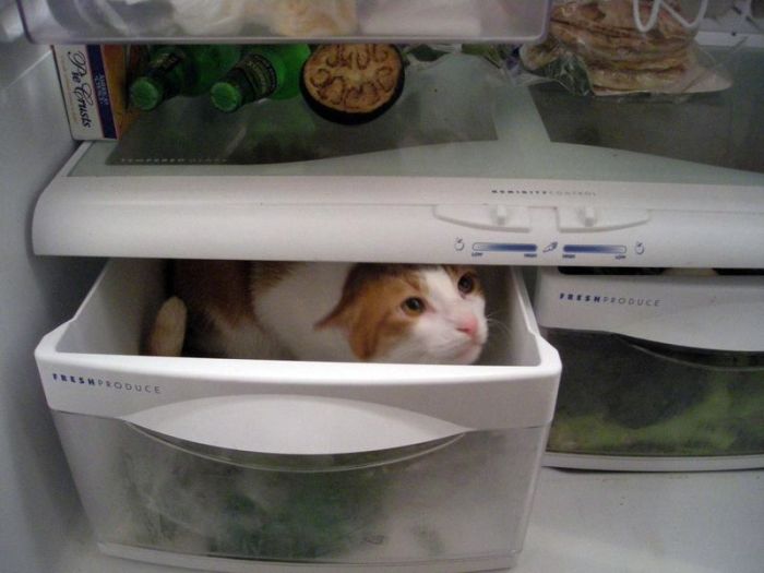 Cats in Refrigerators (30 pics)