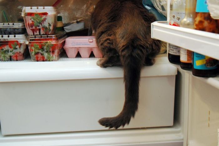 Cats in Refrigerators (30 pics)