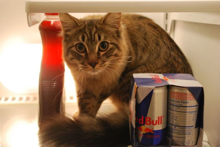 Cats in Refrigerators (30 pics)