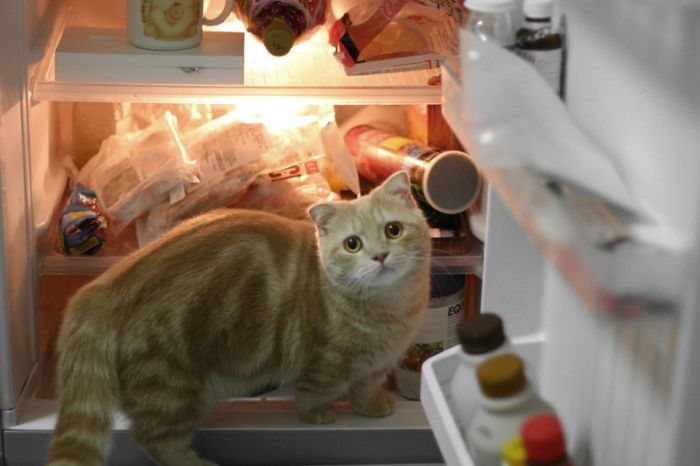 Cats in Refrigerators (30 pics)