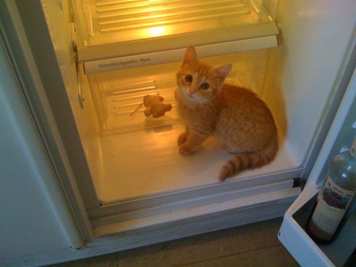 Cats in Refrigerators (30 pics)