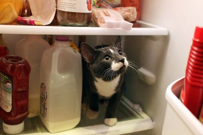 Cats in Refrigerators (30 pics)