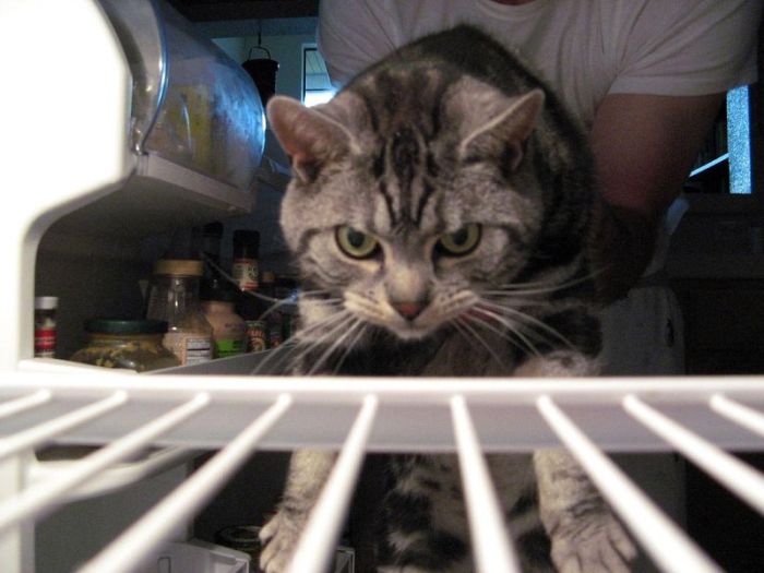 Cats in Refrigerators (30 pics)