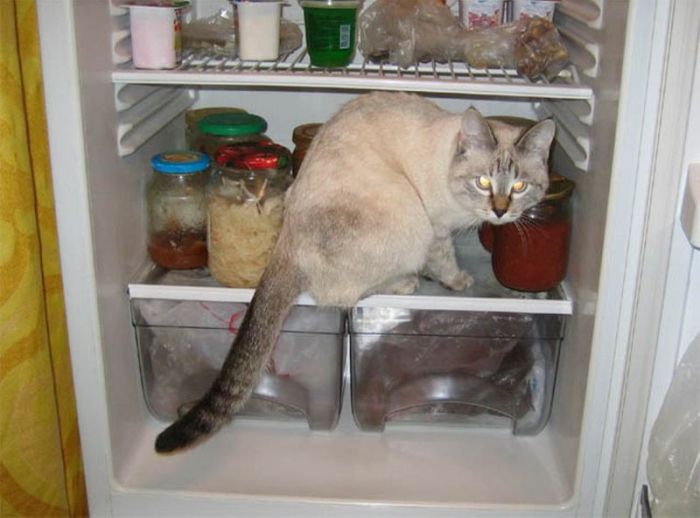 Cats in Refrigerators (30 pics)