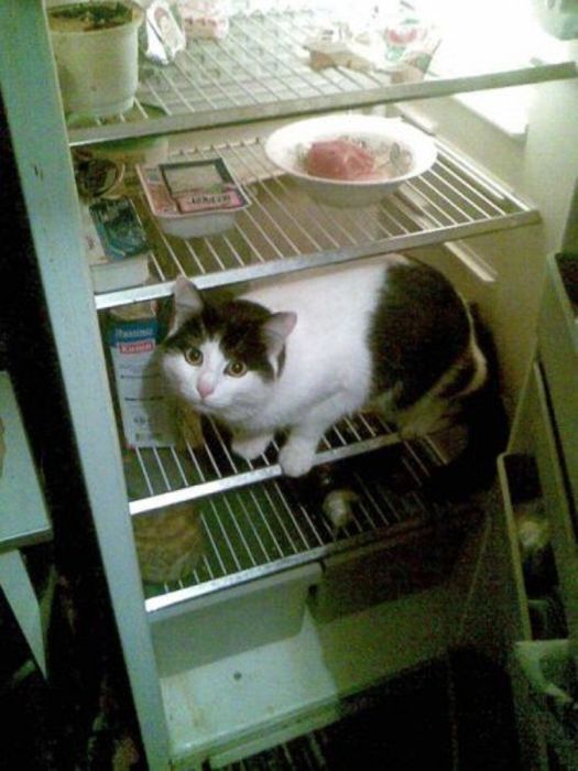 Cats in Refrigerators (30 pics)