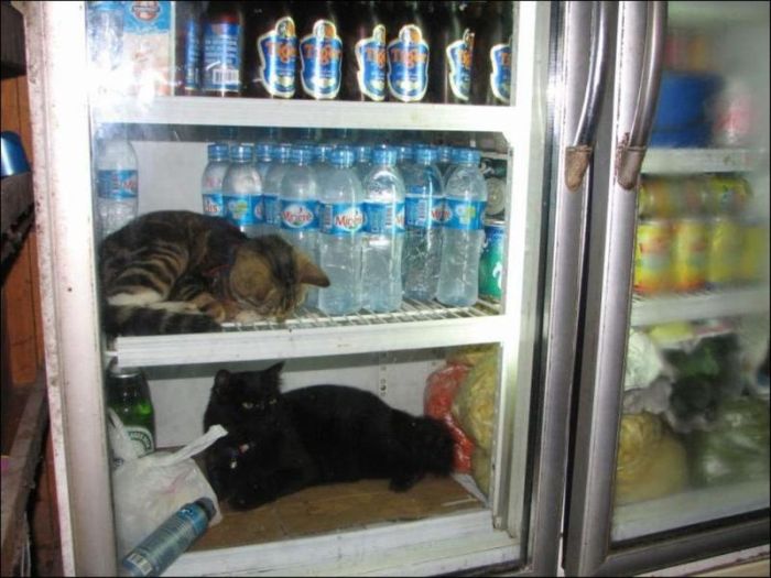 Cats in Refrigerators (30 pics)