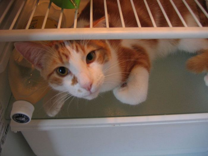 Cats in Refrigerators (30 pics)