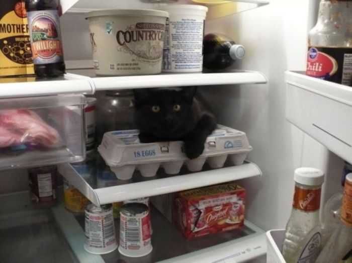 Cats in Refrigerators (30 pics)