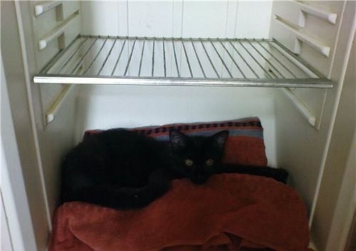 Cats in Refrigerators (30 pics)