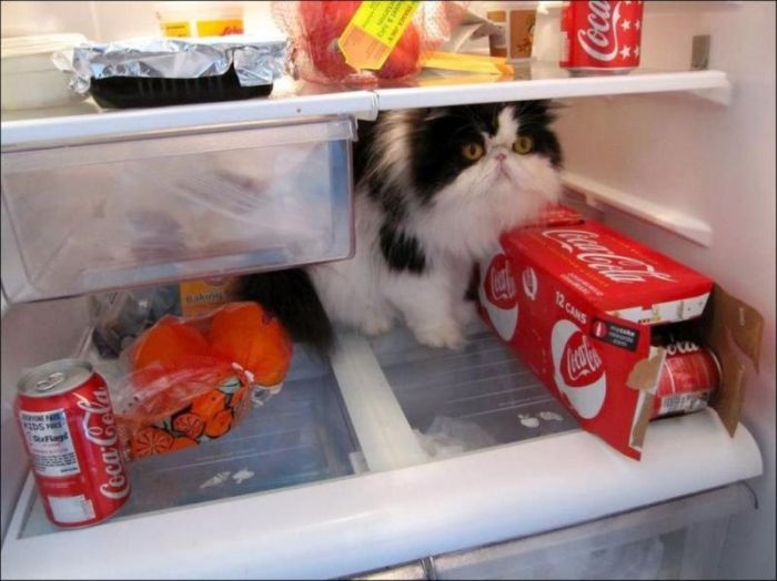 Cats in Refrigerators (30 pics)