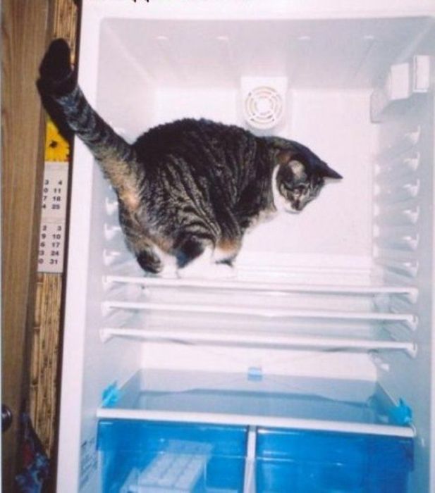 Cats in Refrigerators (30 pics)