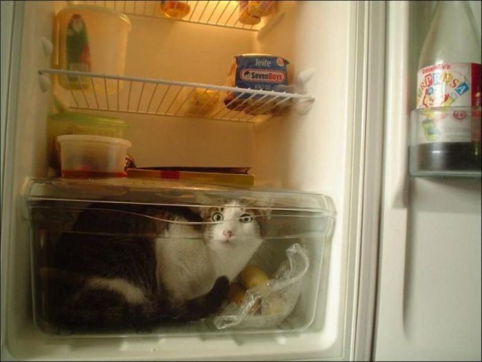 Cats in Refrigerators (30 pics)