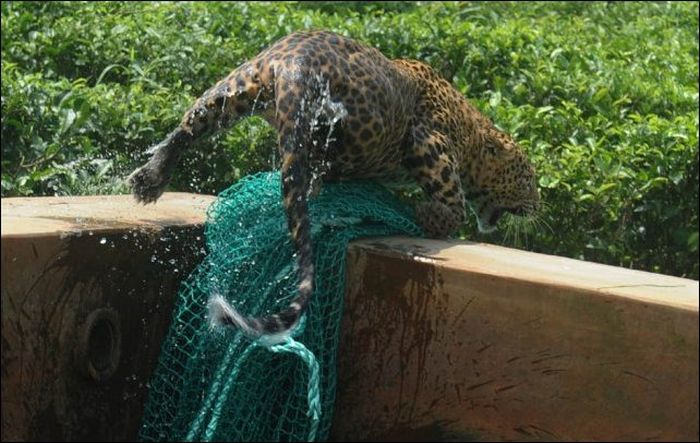 Leopard Rescued by the Net (6 pics)