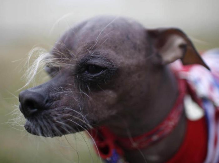 The World's Ugliest Dog 2012 (16 pics)