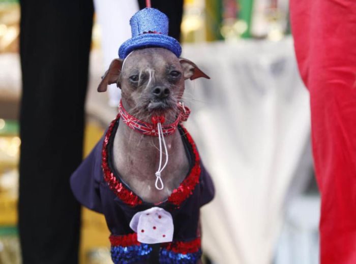 The World's Ugliest Dog 2012 (16 pics)