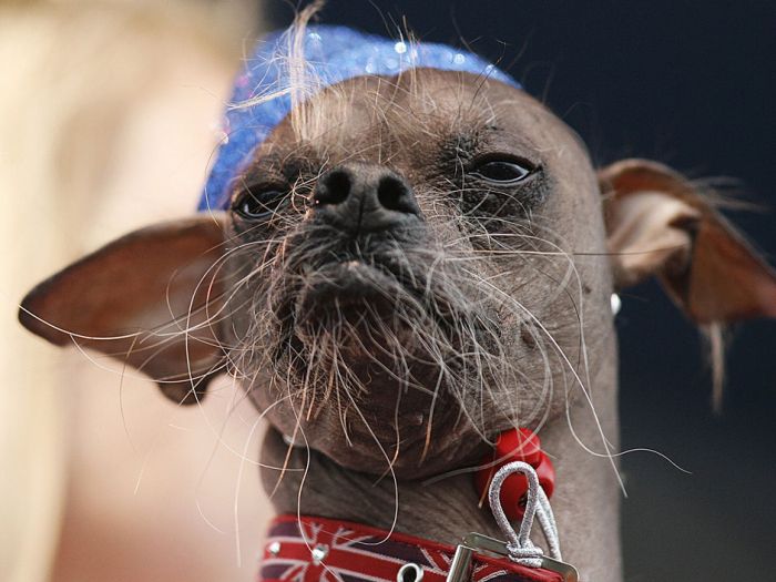 The World's Ugliest Dog 2012 (16 pics)