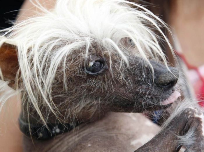 The World's Ugliest Dog 2012 (16 pics)