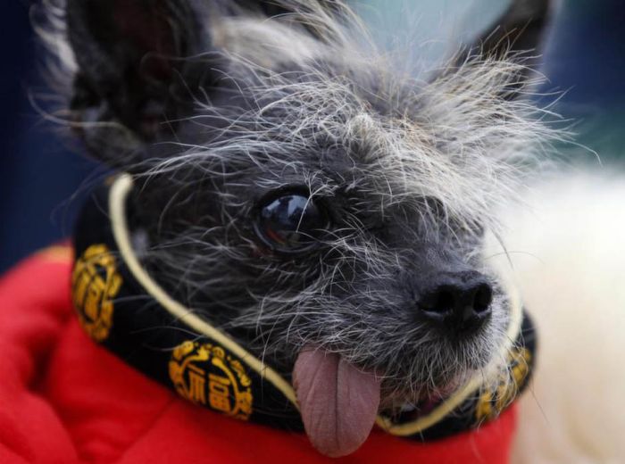 The World's Ugliest Dog 2012 (16 pics)