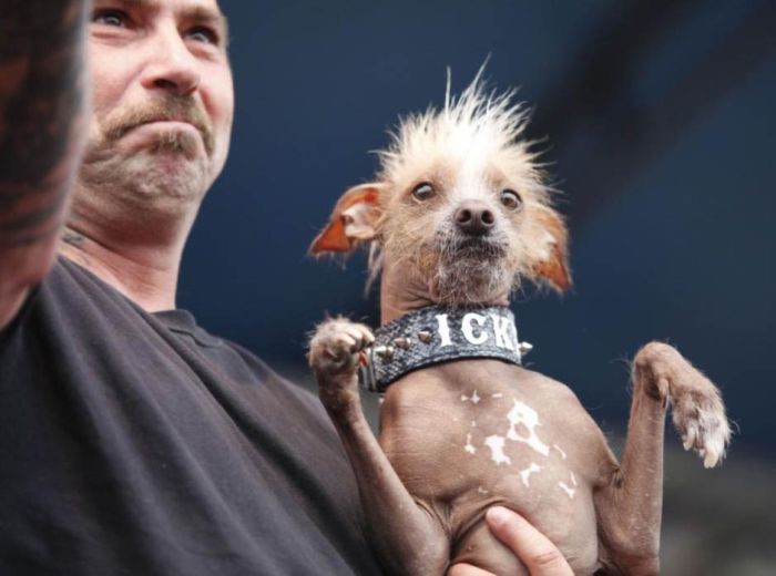 The World's Ugliest Dog 2012 (16 pics)