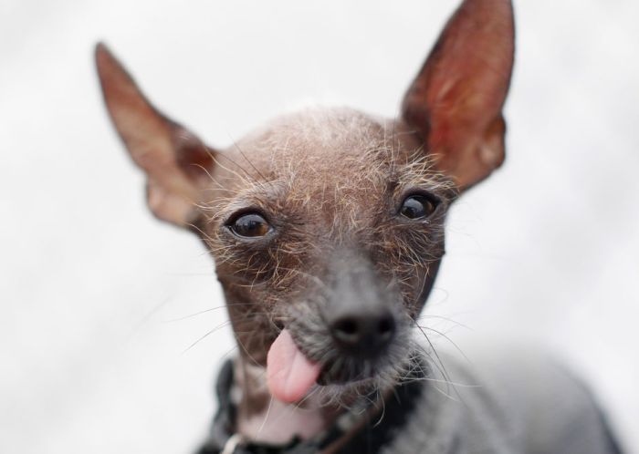The World's Ugliest Dog 2012 (16 pics)