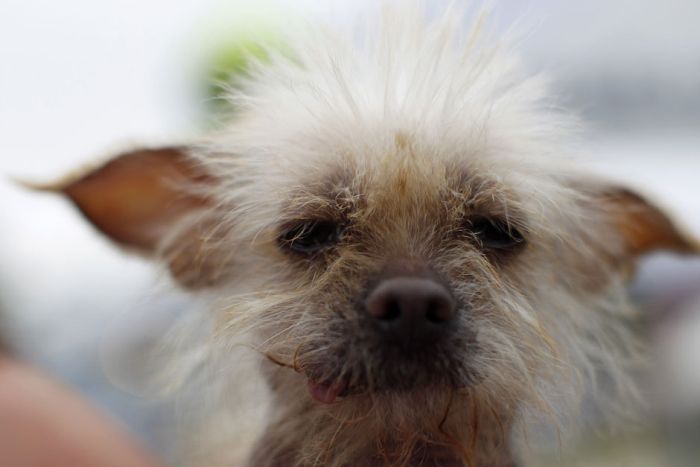 The World's Ugliest Dog 2012 (16 pics)