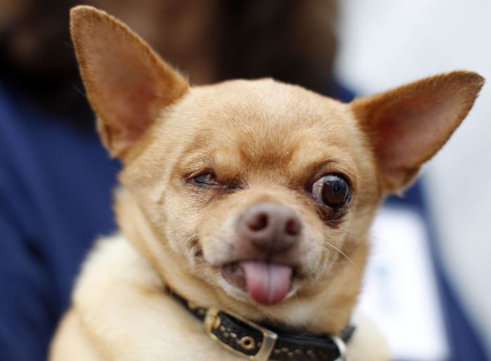 The World's Ugliest Dog 2012 (16 pics)