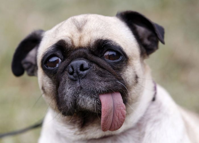 The World's Ugliest Dog 2012 (16 pics)