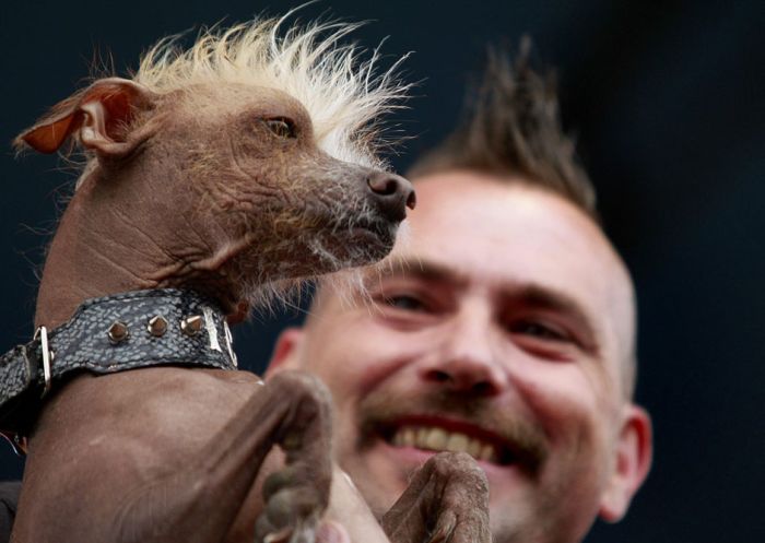 The World's Ugliest Dog 2012 (16 pics)