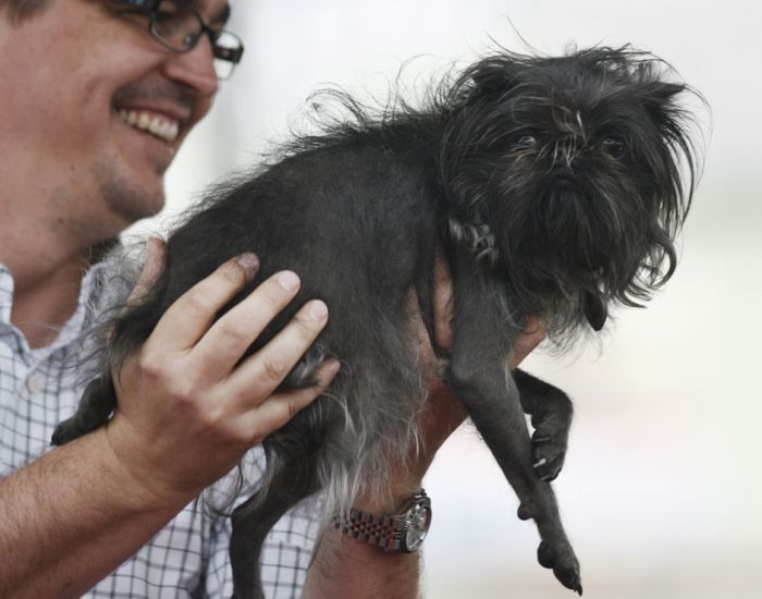 The World's Ugliest Dog 2012 (16 pics)