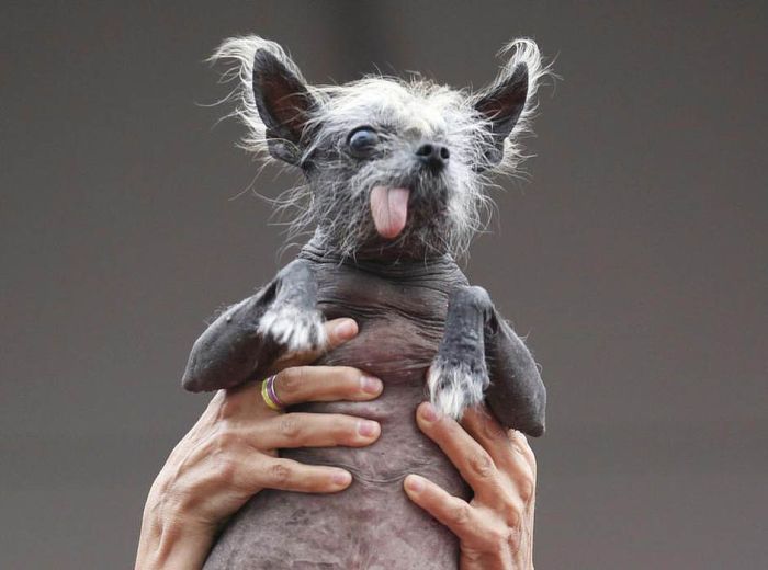 The World's Ugliest Dog 2012 (16 pics)