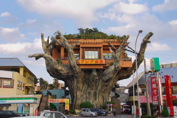Okinawa's Banyan Treehouse Restaurant (6 pics)