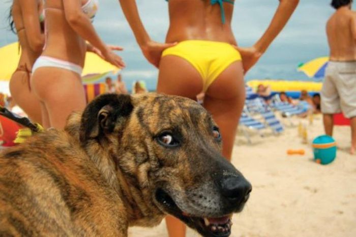 Funny Photos of Bikini Girls (59 pics)