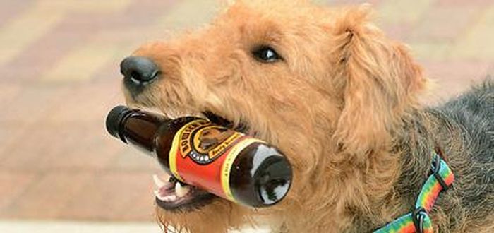 Bowser Beer for Dogs (8 pics)